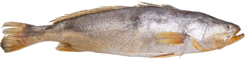 PESCADA AMARELA CONGELADO EVISCERADO KG